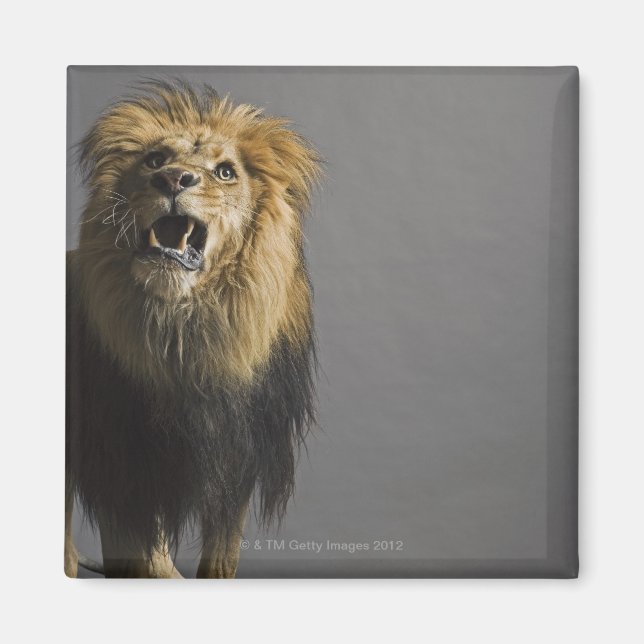 Imã Lion Raring (Frente)