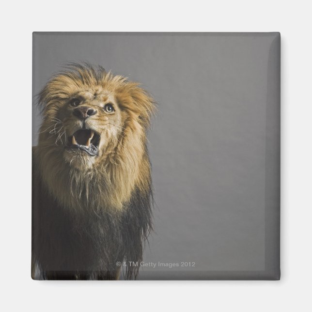 Imã Lion Raring (Frente)