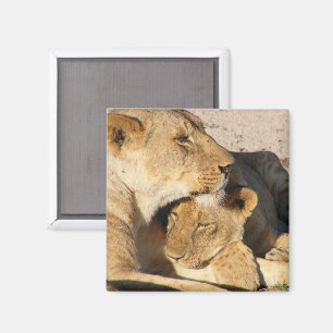 Imã Lioness e Cub descendo juntos