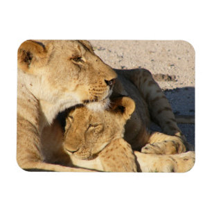 Ímã Lioness e Cub descendo juntos