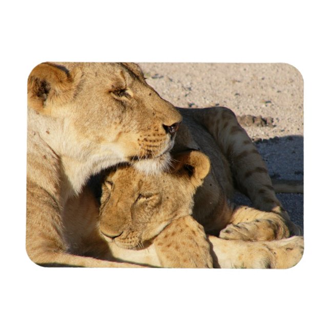Ímã Lioness e Cub descendo juntos (Horizontal)