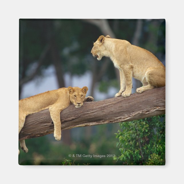 Imã Lionesses em uma árvore (Frente)