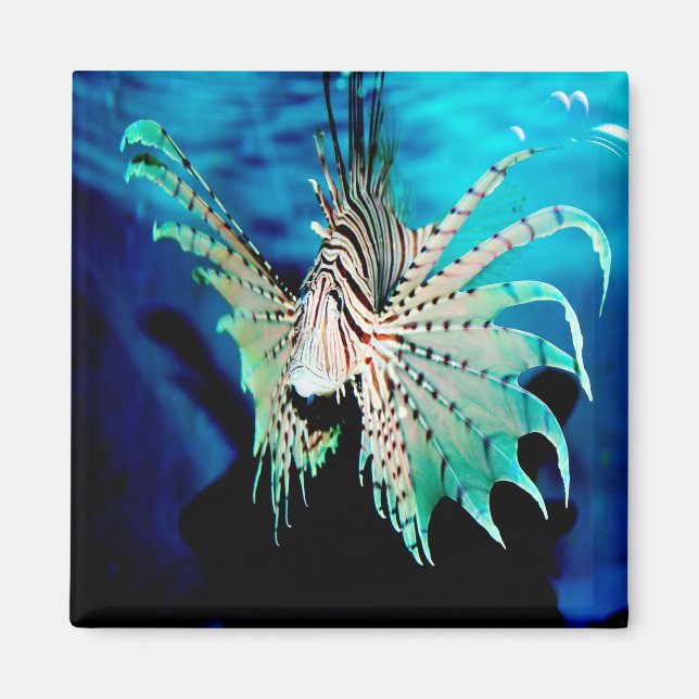 Imã Lionfish Beauty (Frente)