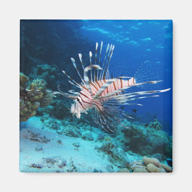 Imã Lionfish ou Pterois Miles, Peixes de Recife do Oce (Frente)