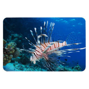 Ímã Lionfish ou Pterois Miles, Peixes de Recife do Oce