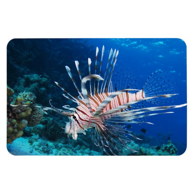 Ímã Lionfish ou Pterois Miles, Peixes de Recife do Oce (Horizontal)