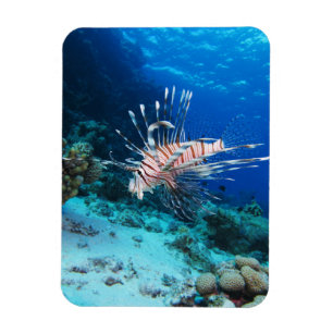 Ímã Lionfish ou Pterois Miles, Peixes de Recife do Oce