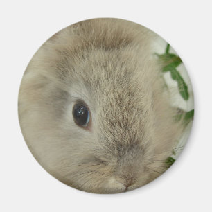 Imã Lionhead Bunny