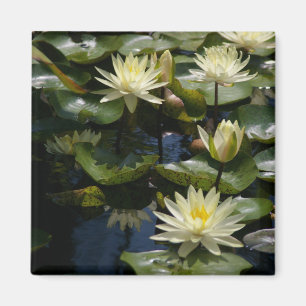 Imã Líquido de lírios de Lotus Amarelo
