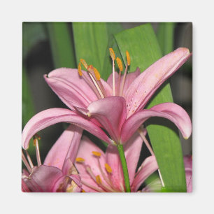Imã Lírio cor-de-rosa