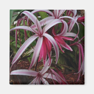 Imã Lírio Crinum Roxo da Rainha Emma
