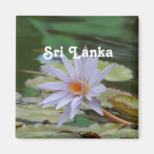 Imã Lírio de água de Sri Lanka