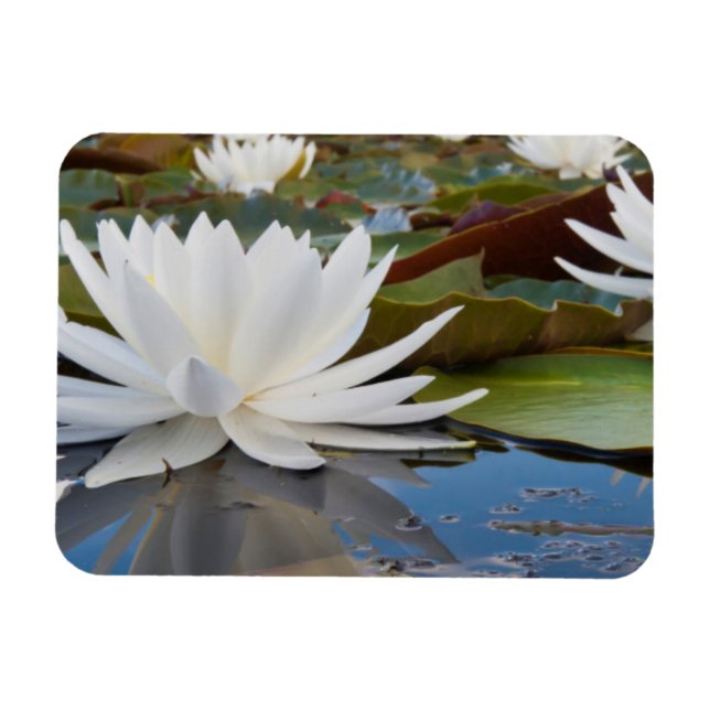 Ímã Lírio de Água Fragrante (Nymphaea Odorata) no Cadd (Horizontal)
