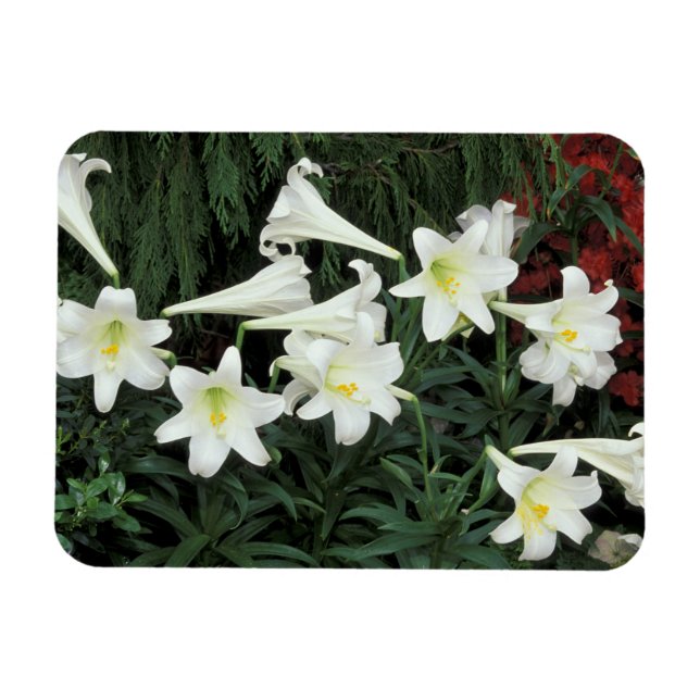 Ímã Lírio-de-Natal (Lilium regale) (Horizontal)