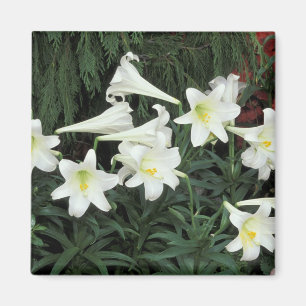 Imã Lírio-de-páscoa (Lilium regale)