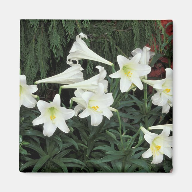 Imã Lírio-de-páscoa (Lilium regale) (Frente)
