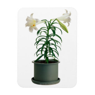 Ímã Lírio de páscoa Potted