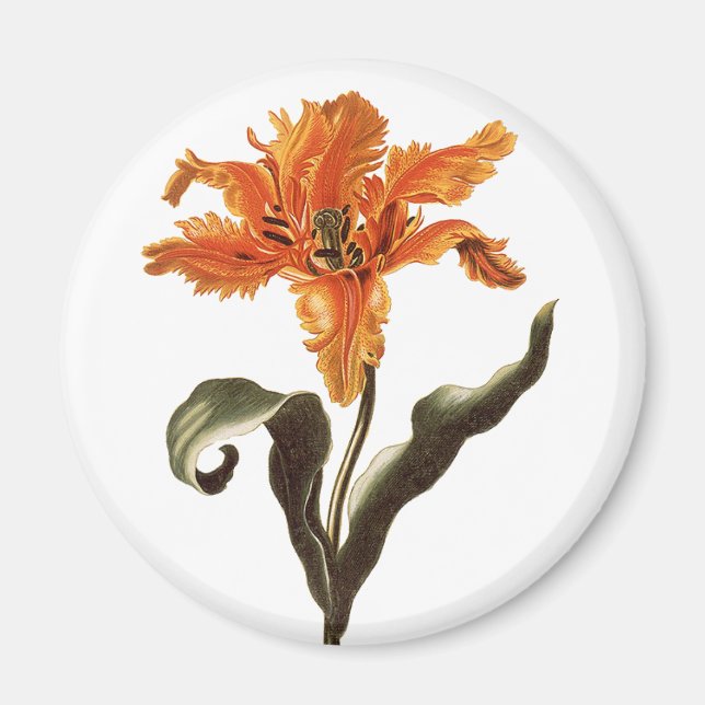 Imã Lírio Laranja Chique Antigo em Flor, Flores do Jar (Frente)