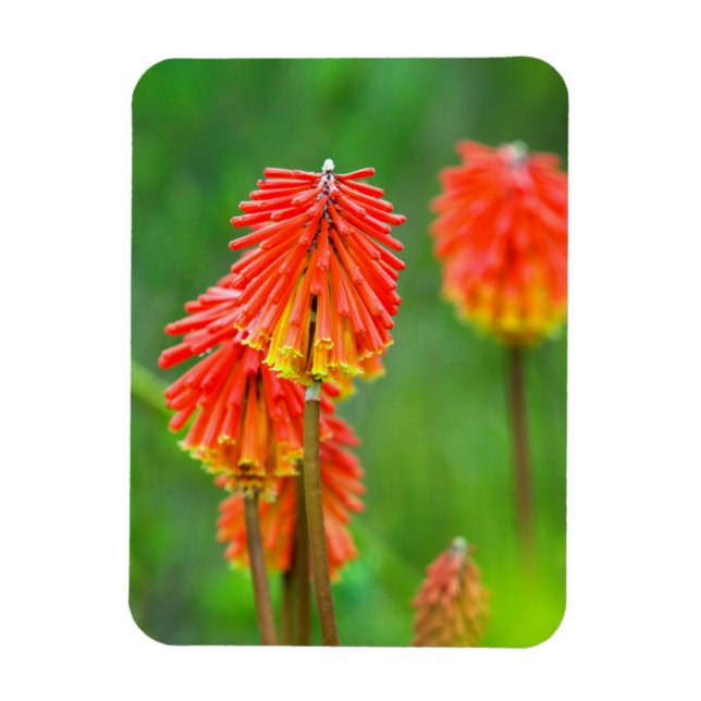Ímã Lírio Tocha (Kniphofia Uvaria), Cabo Ocidental (Vertical)