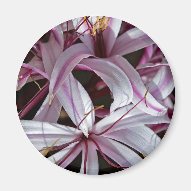 Imã Lírios (Frente)