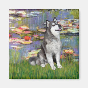 Imã Lírios 2 - Malamute do Alasca