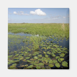 Imã Lírios-d'água e serragem nos everglades da Flórida