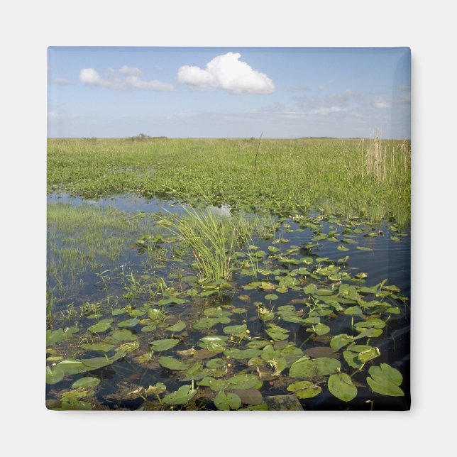 Imã Lírios-d'água e serragem nos everglades da Flórida (Frente)