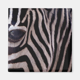 Imã Listras da zebra