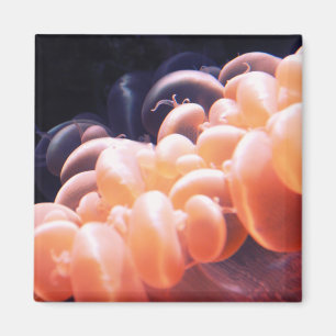 Imã litnd 8x8 dos feijões