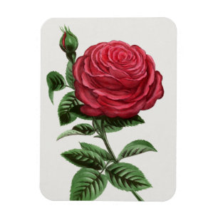 Ímã Litografia de Rosa Antiga, François-Frédéric Grobo