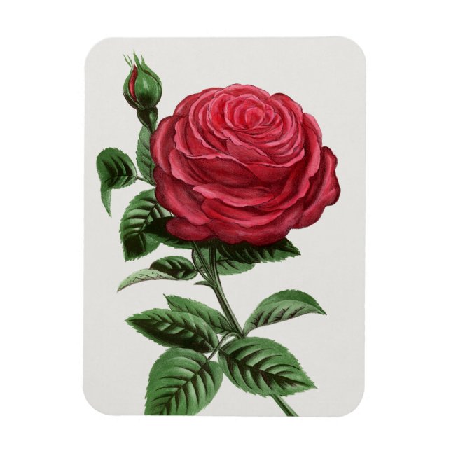 Ímã Litografia de Rosa Antiga, François-Frédéric Grobo (Vertical)