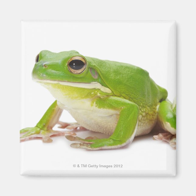 Imã Litora Infrafrenata, Sapo (Frente)