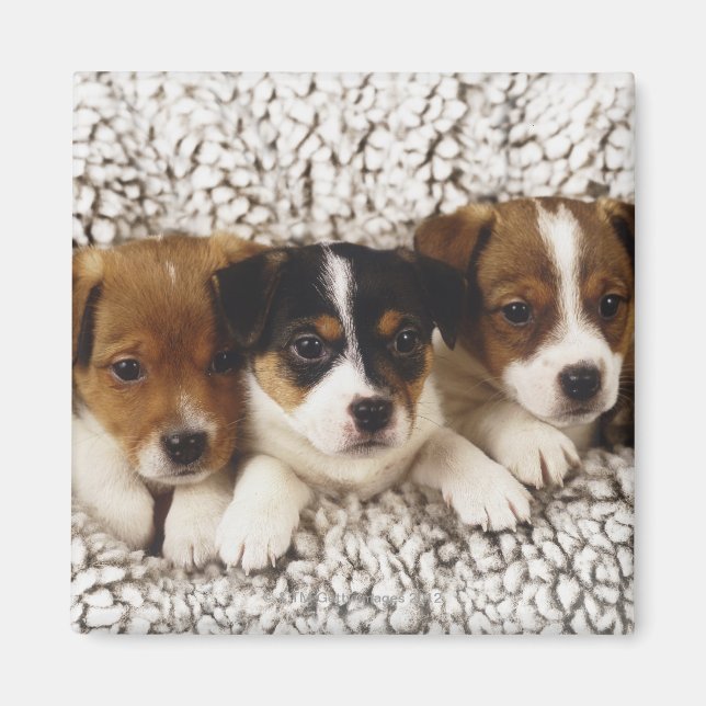 Imã Litro de cachorros (Frente)