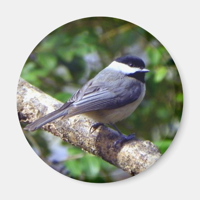 Imã Little Chickadee (Frente)