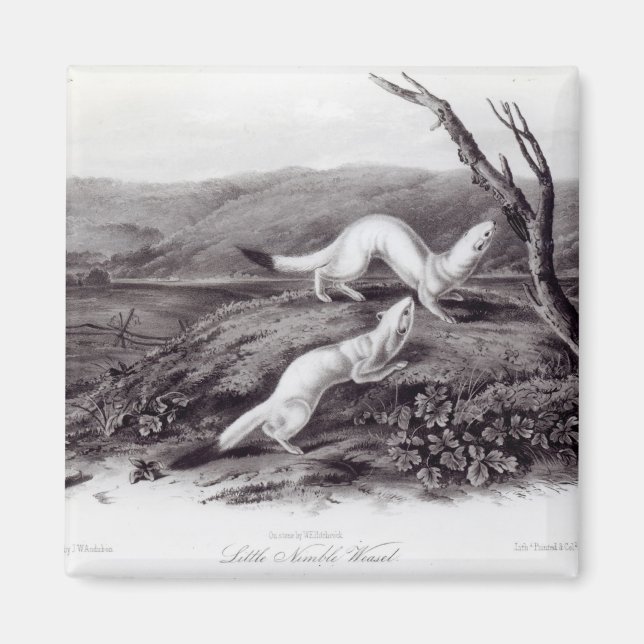 Imã Little Nimble Weasel (Frente)