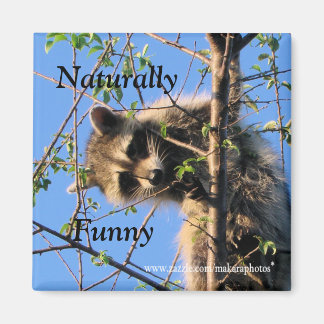 Imã Little Raccoon Magnet-Personalizar