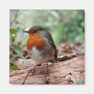 Imã Little Robin Magnet