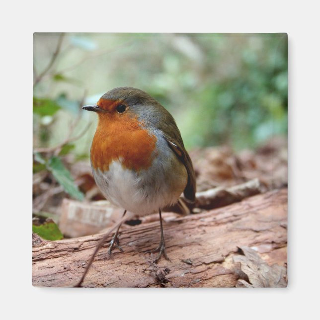 Imã Little Robin Magnet (Frente)