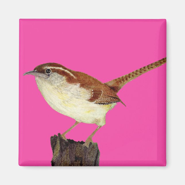 Imã Little Wren (Frente)