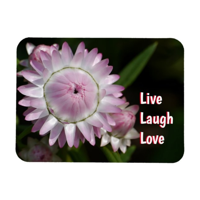 Ímã Live Laugh Love Daisy Magnet (Horizontal)