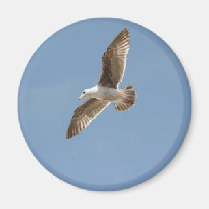 Imã Livre como um Pássaro (Vazio de Seagull)
