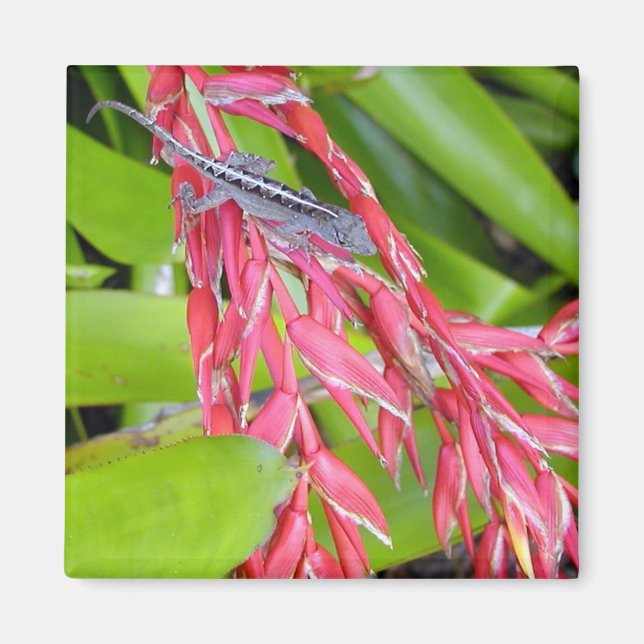 Imã Lizard e Beauty (Frente)