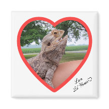 Lizard Love Magnet ao quadrado