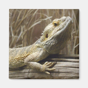 Imã Lizard Magnet