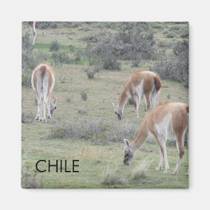 Imã Llama Chile Magnet