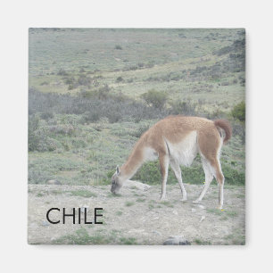 Imã Llama Chile Magnet