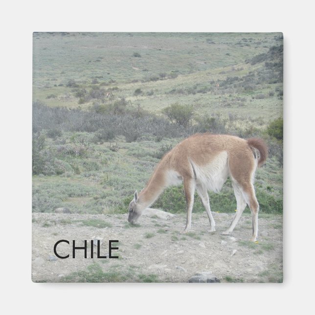 Imã Llama Chile Magnet (Frente)