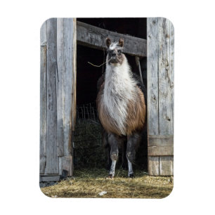 Ímã Llama, Saudação Ao Dia