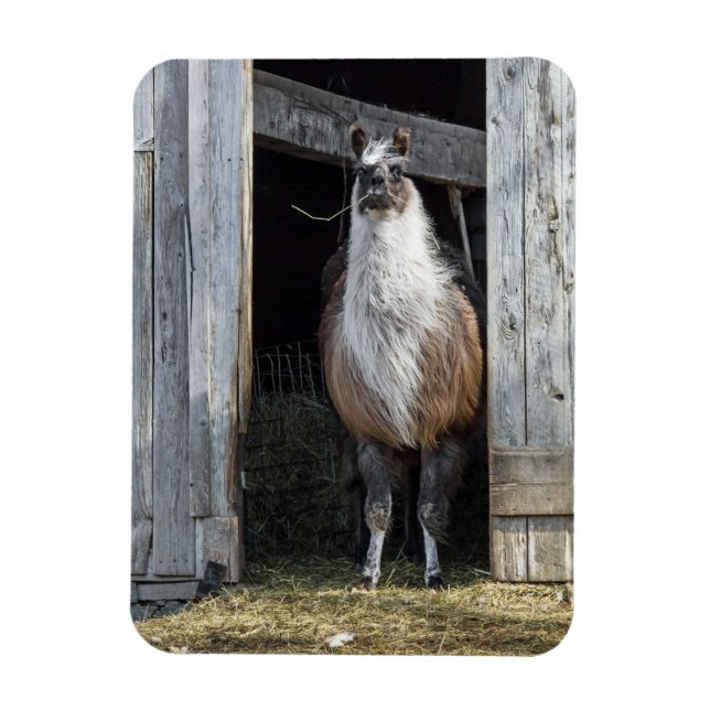 Ímã Llama, Saudação Ao Dia (Vertical)