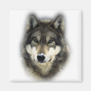 Imã Lobo